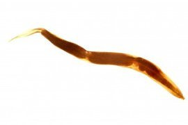 BADANIE KRWI NA OBECNOŚĆ PASOŻYTÓW